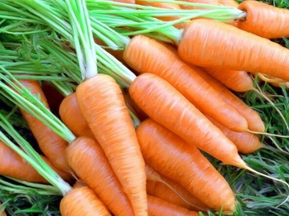 zanahoria y aceite de zanahoria para el rejuvenecimiento de la piel